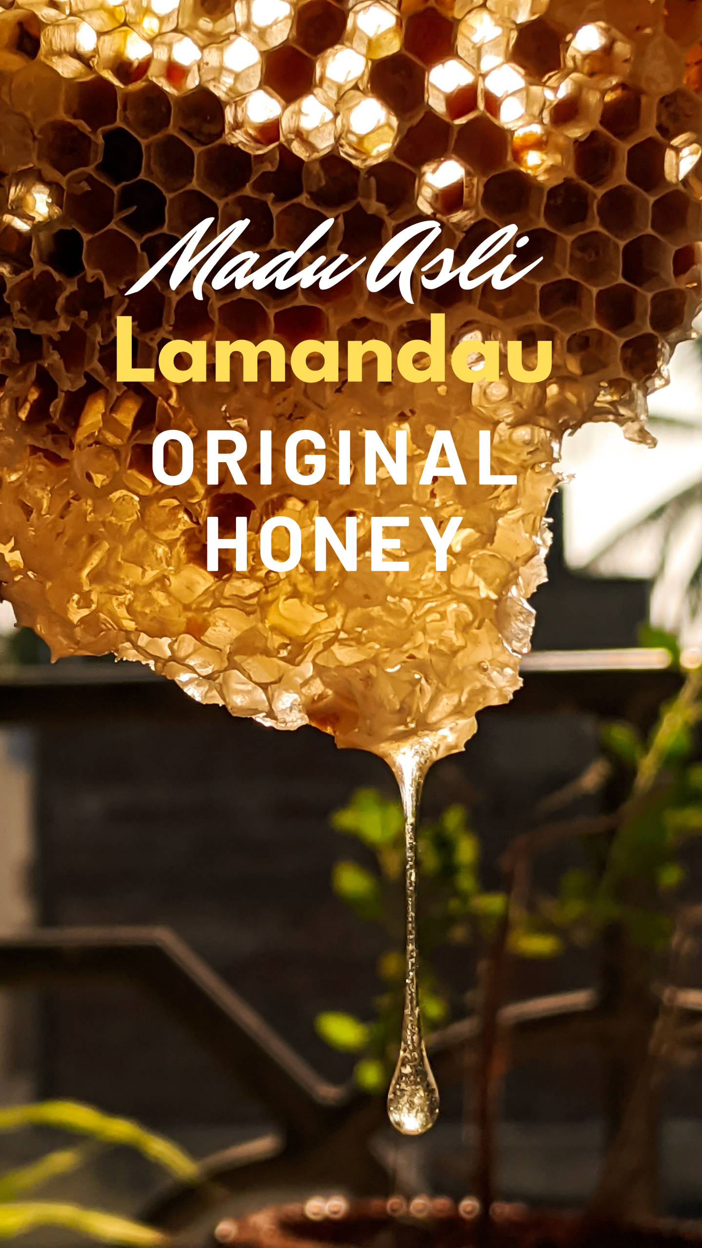 Produksi Madu Hutan Tropis Asli Lamandau