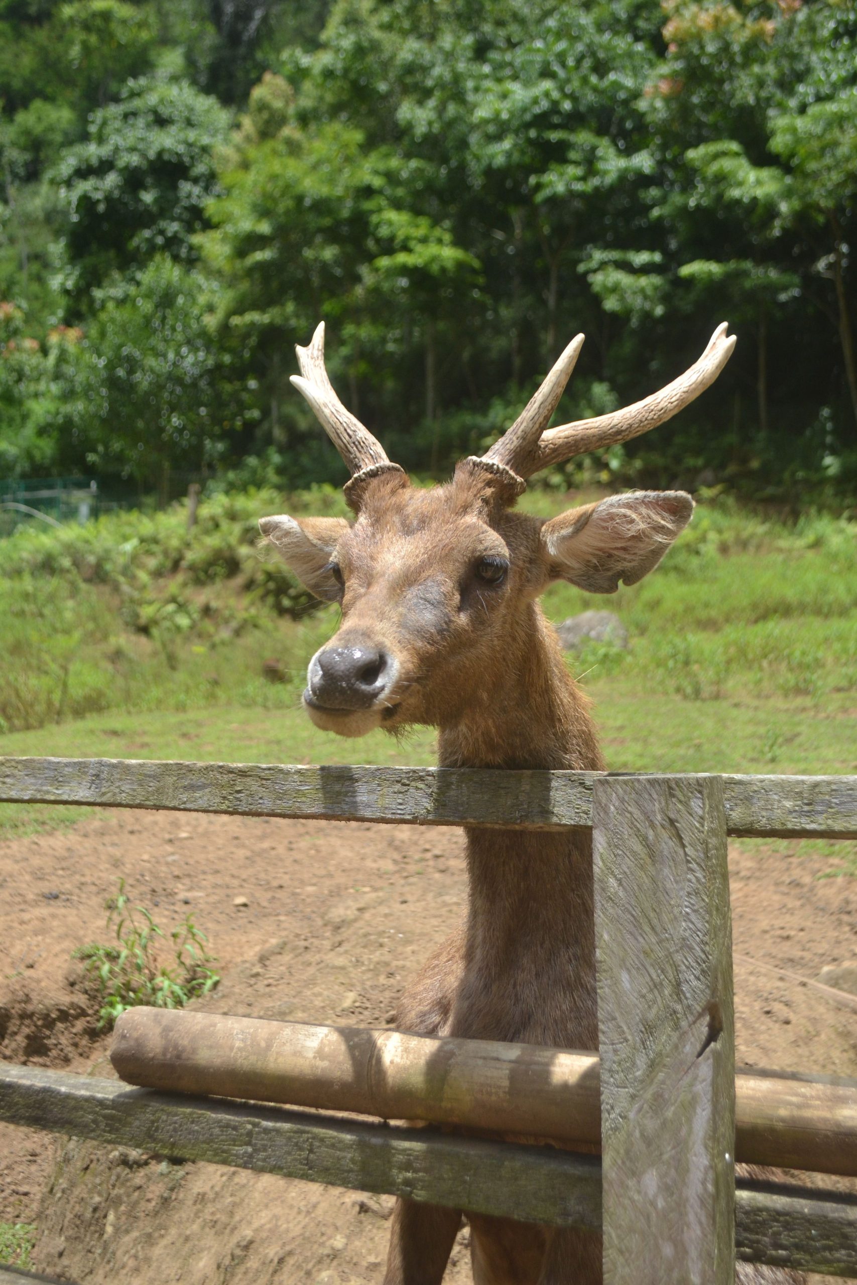 Penangkaran Rusa Di Lamandau